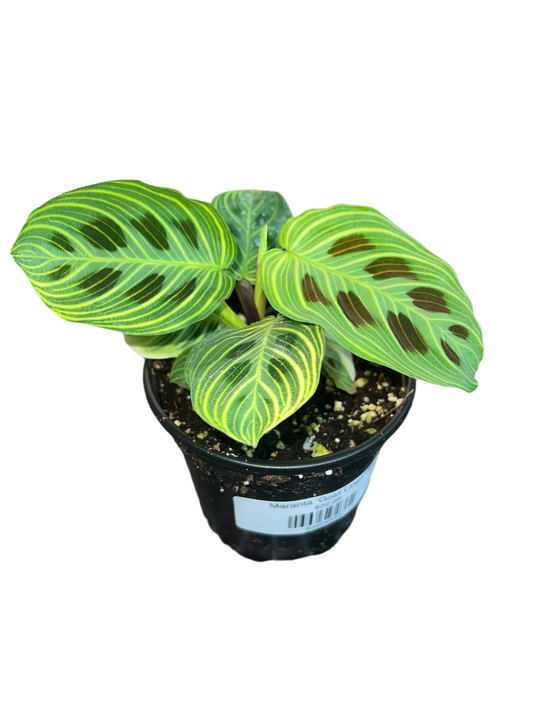 Maranta ‘Gold Lines’ 4”