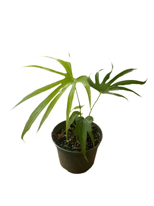 Anthurium 'Fingers' 6"