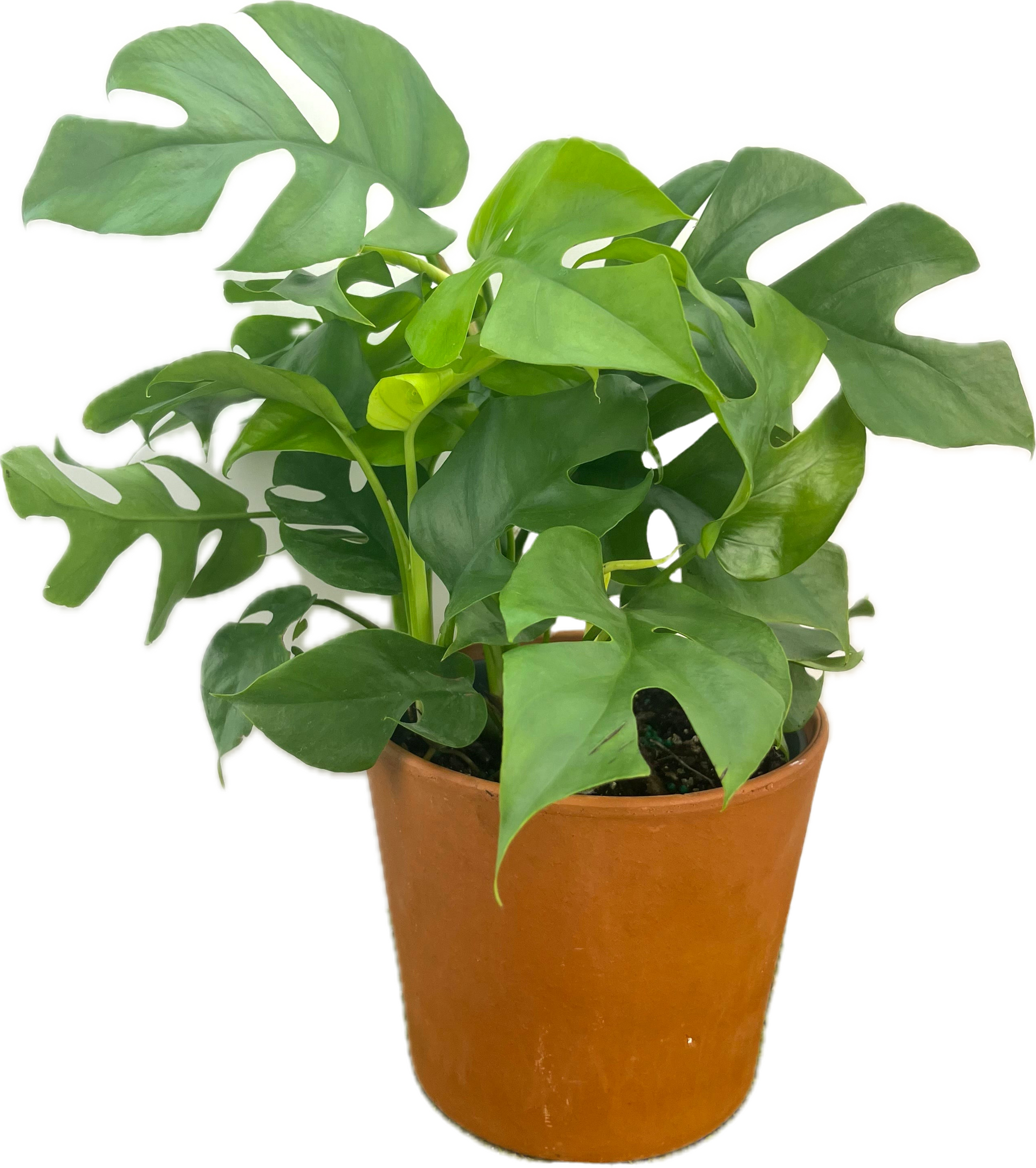 philodendron rhaphidophora tetrasperma Rhaphidophora 'Tetrasperma' – The Plant Room