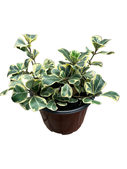 Ficus 'Triangularis'