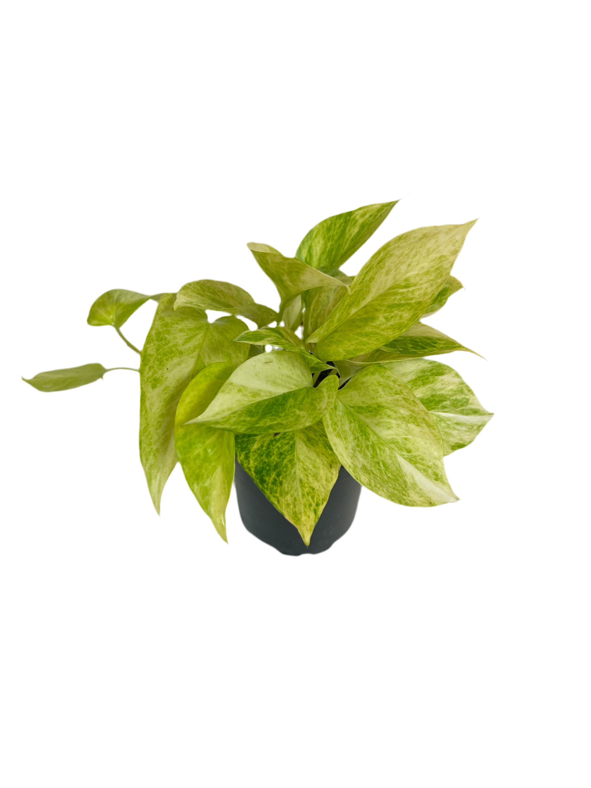 pothos neon queen Epipremnum 'Neon Queen' Pothos 8"