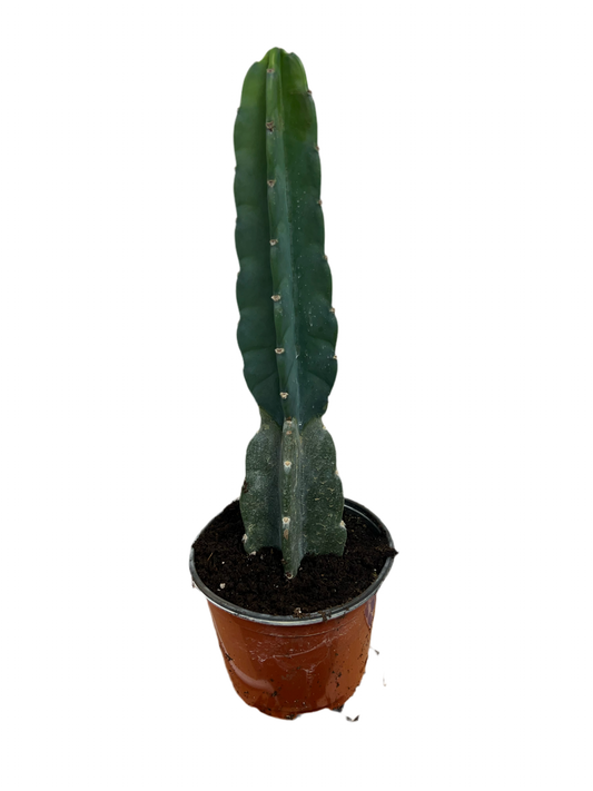 Cactus ‘Jamacaru’ 6”