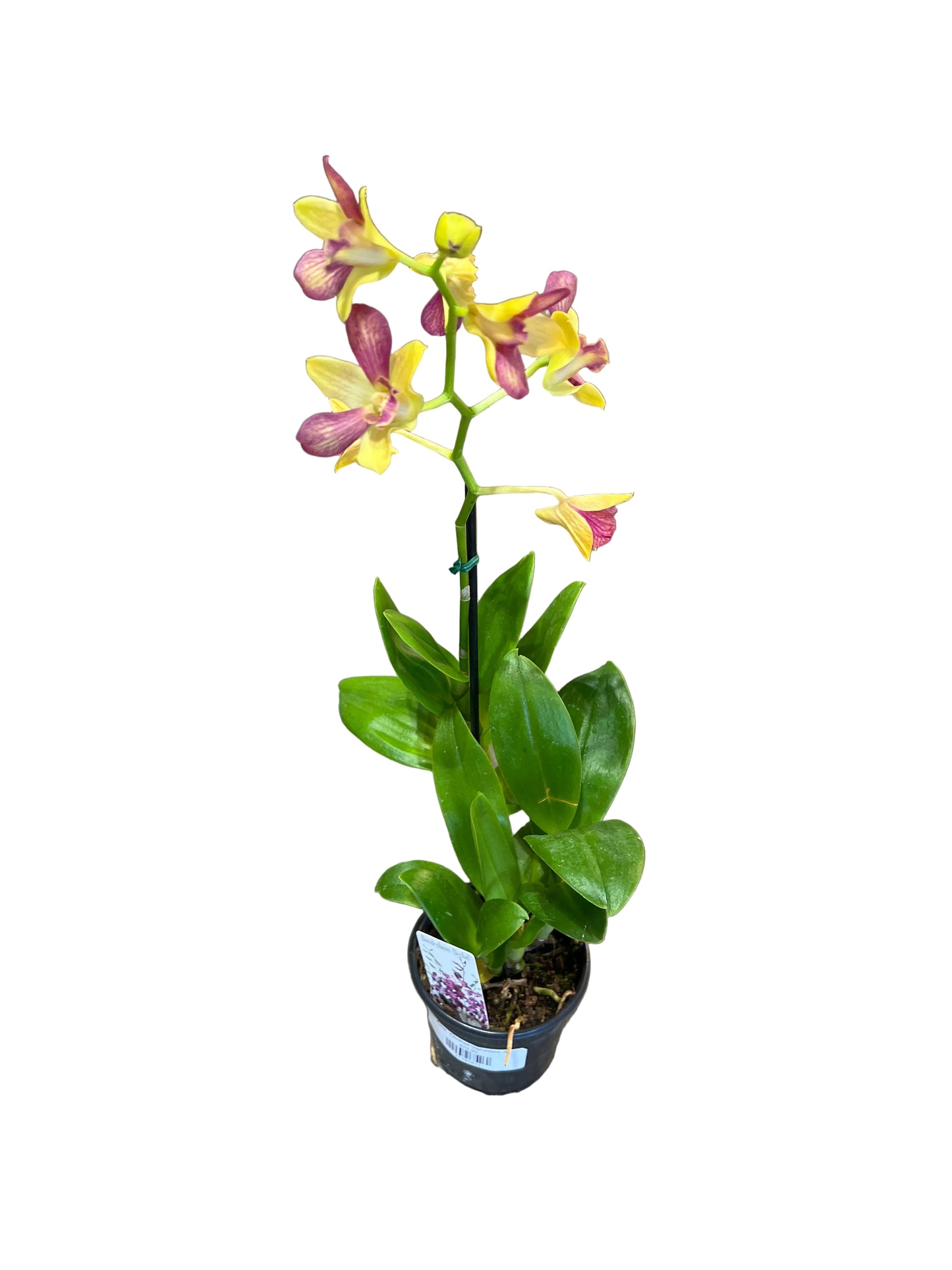 Asst. Orchid Varieties 4"