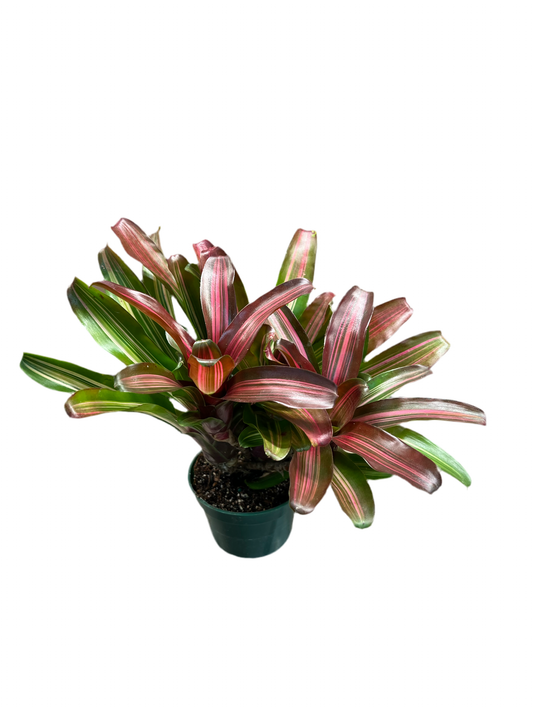 Bromeliad ‘Donger’ 4”
