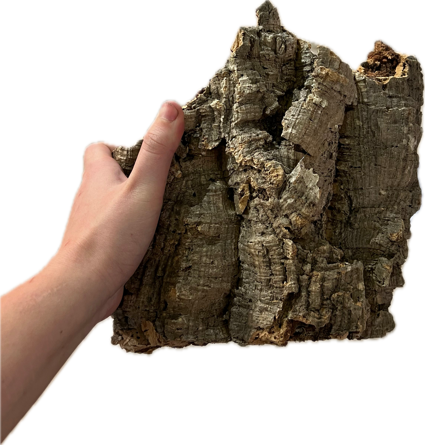 Medium Cork Bark Flat 11”-15”