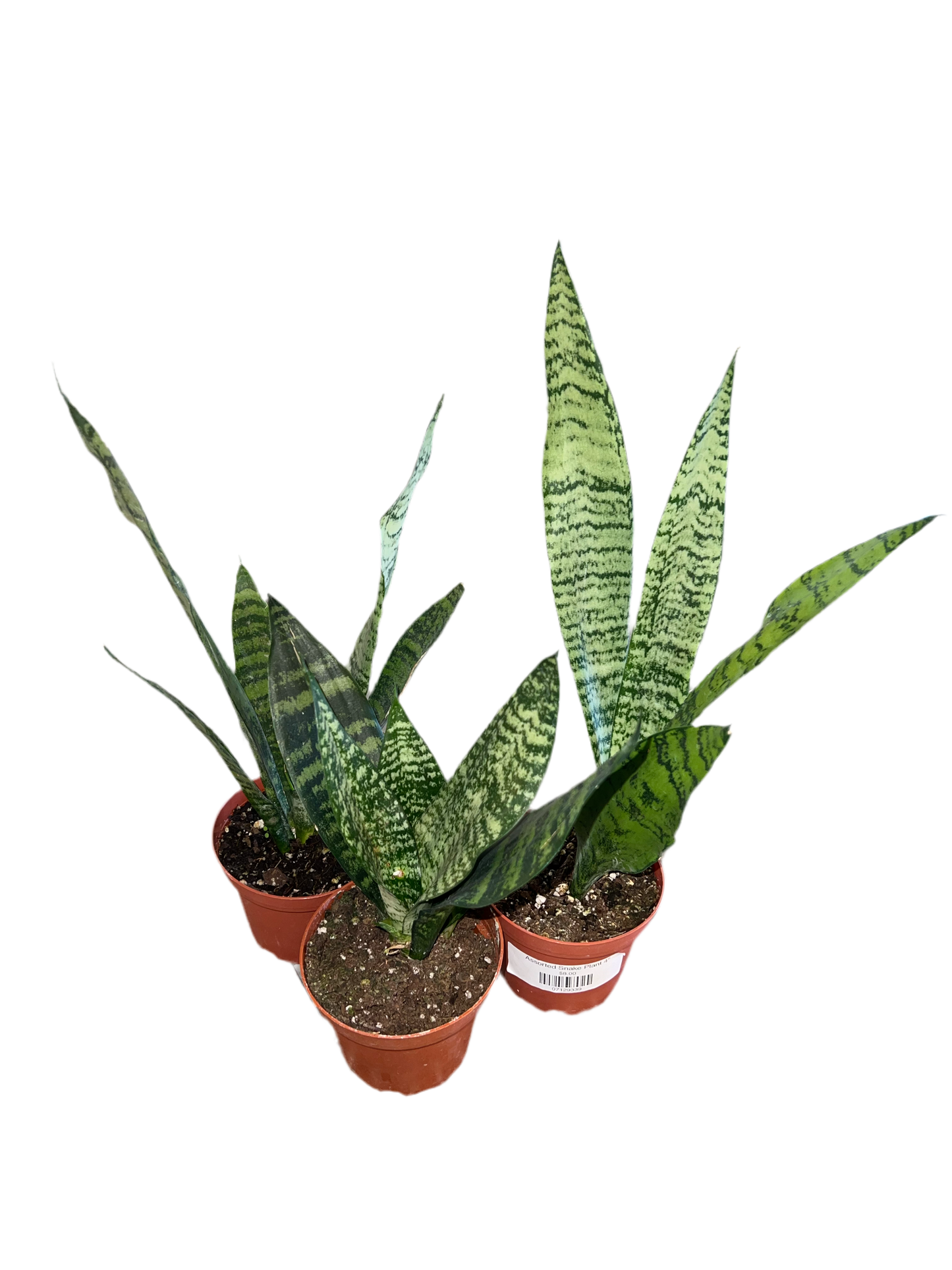 Assorted Snake Plant 4"