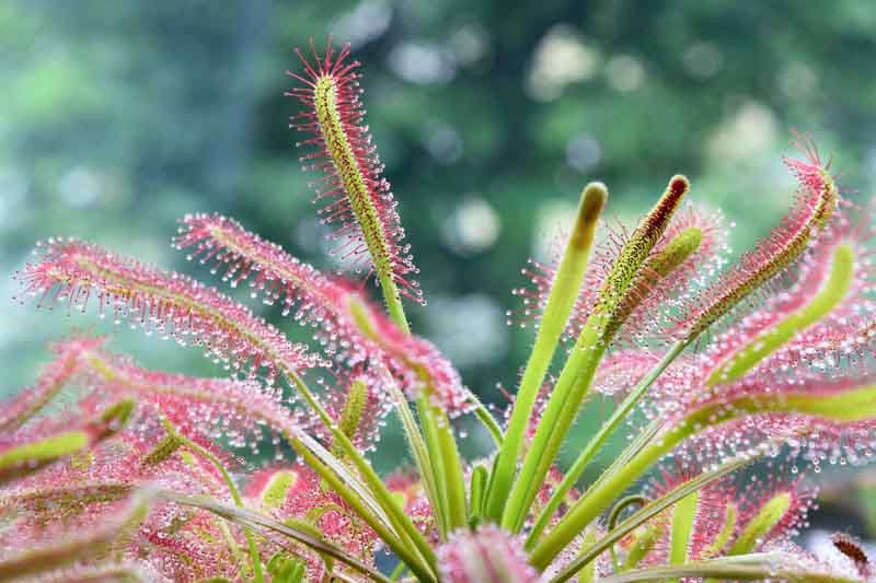 Drosera Capensis ‘Cape Sundew’ 2-3”