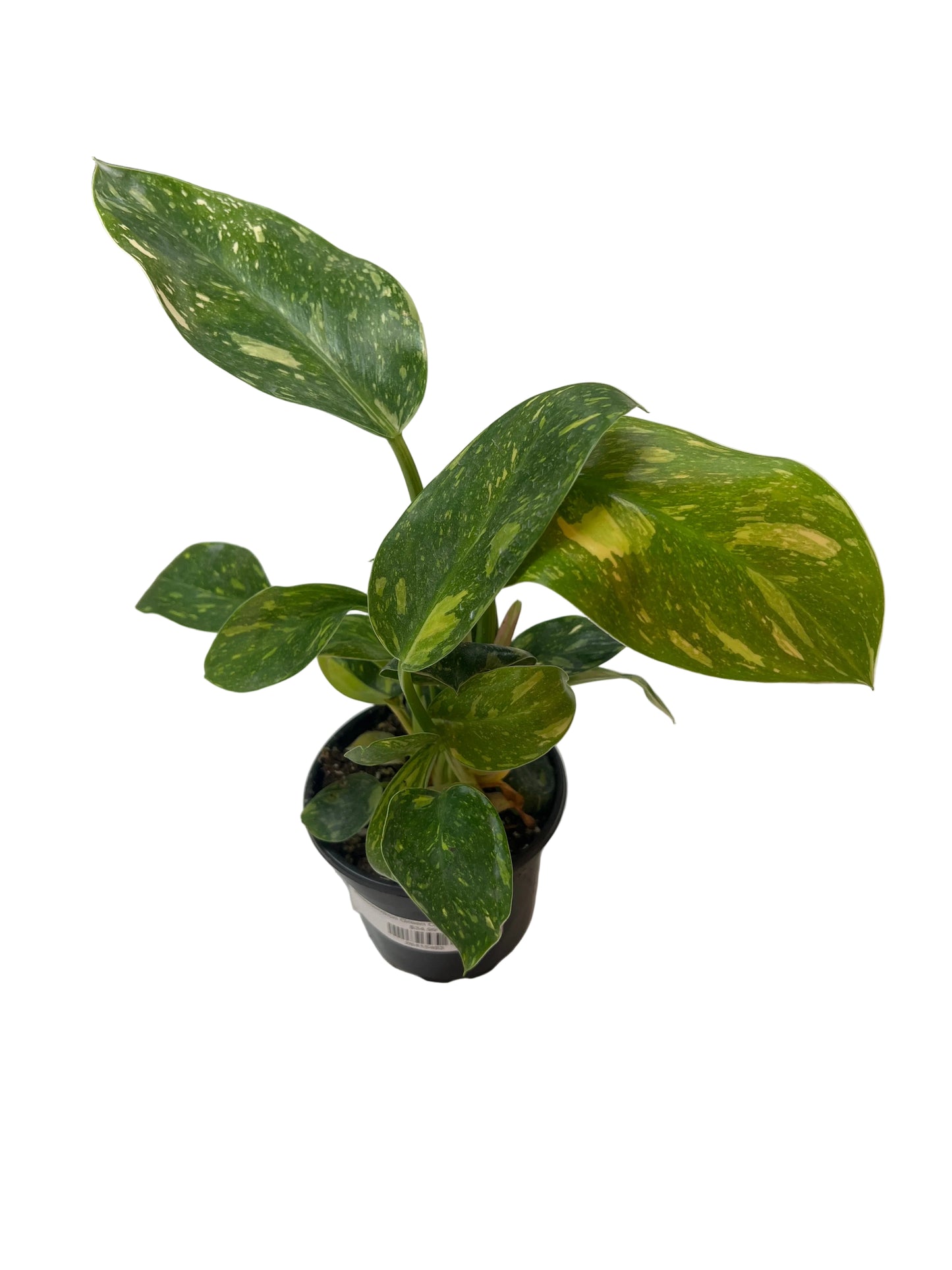 Philodendron Green Congo 'Nuclear' 4”
