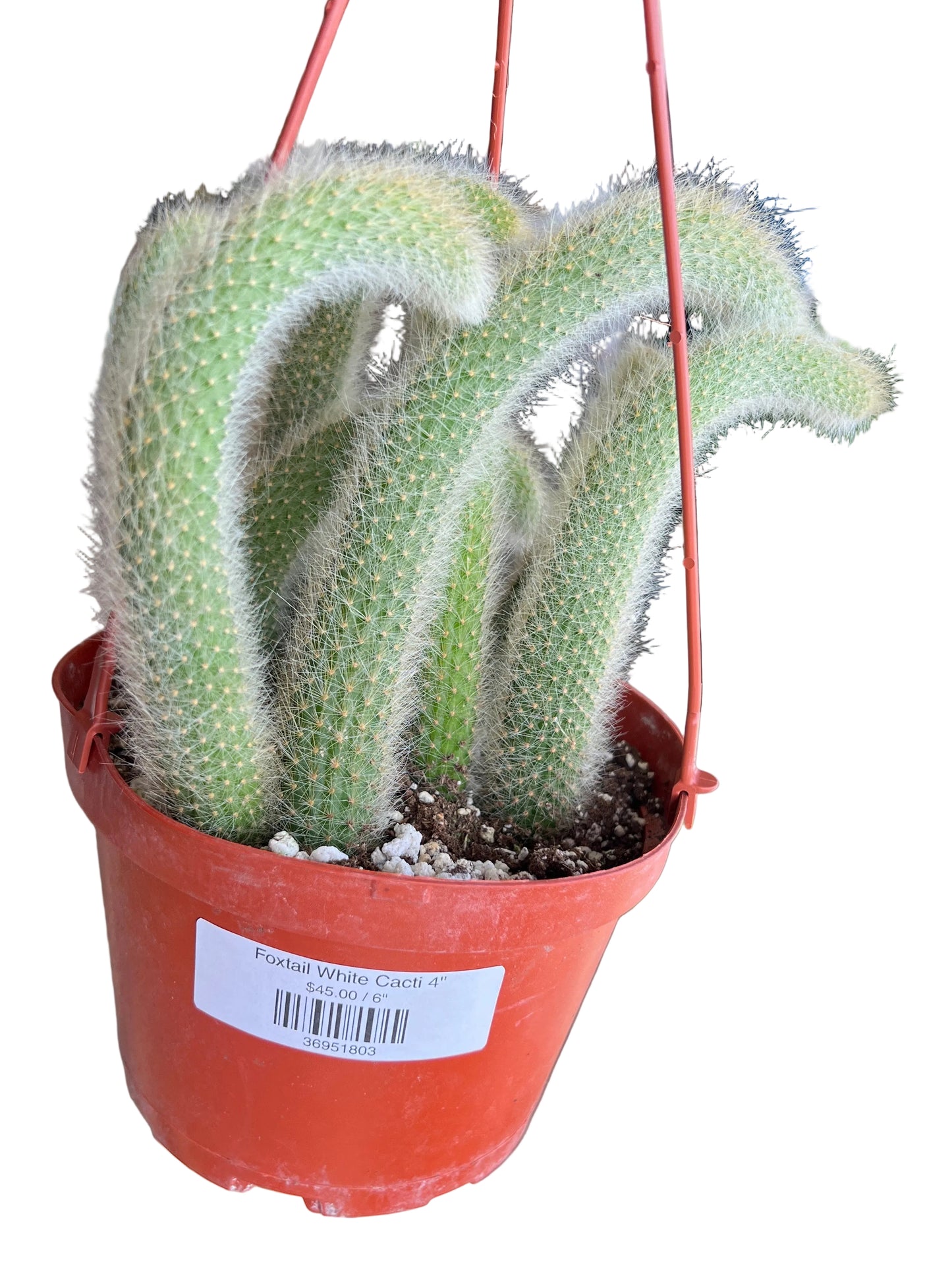 Foxtail White Cacti