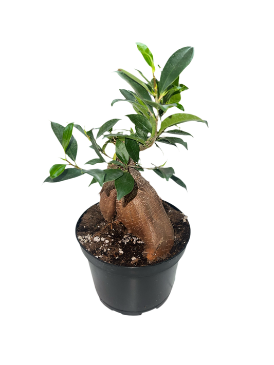 Ficus Microcarpa 'Ginseng'