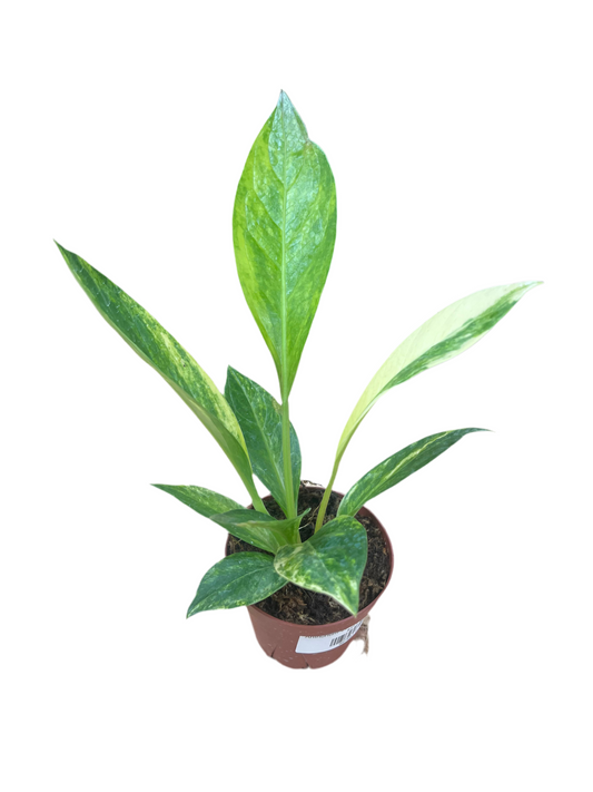 Anthurium 'Jemanii Variegated' 4"