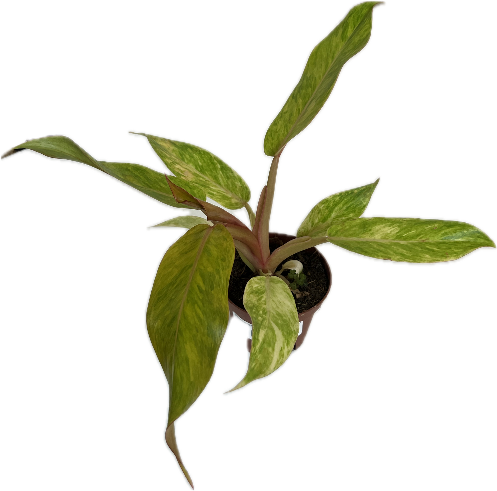 orange marmalade philodendron Philodendron 'Orange Marmalade' 4" – The Plant Room