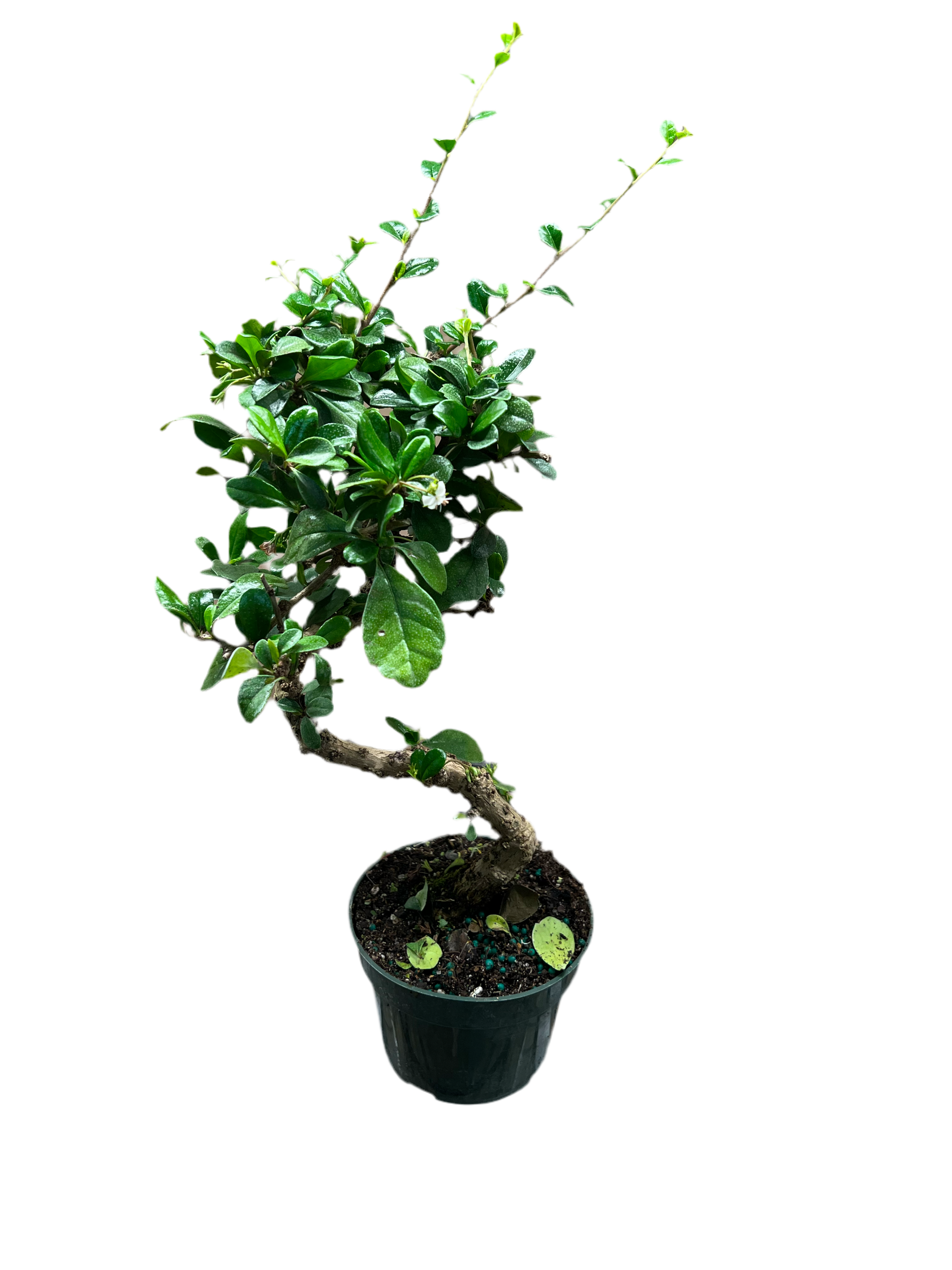 Carmona Microphylla 'Fukien Tea Bonsai' 4” – The Plant Room