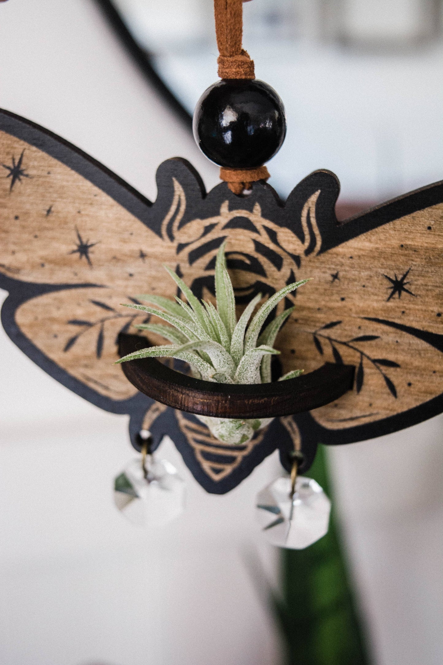 Cicada Airplant Holder Hanging Mini Suncatcher: Without Airplant / Stained Black