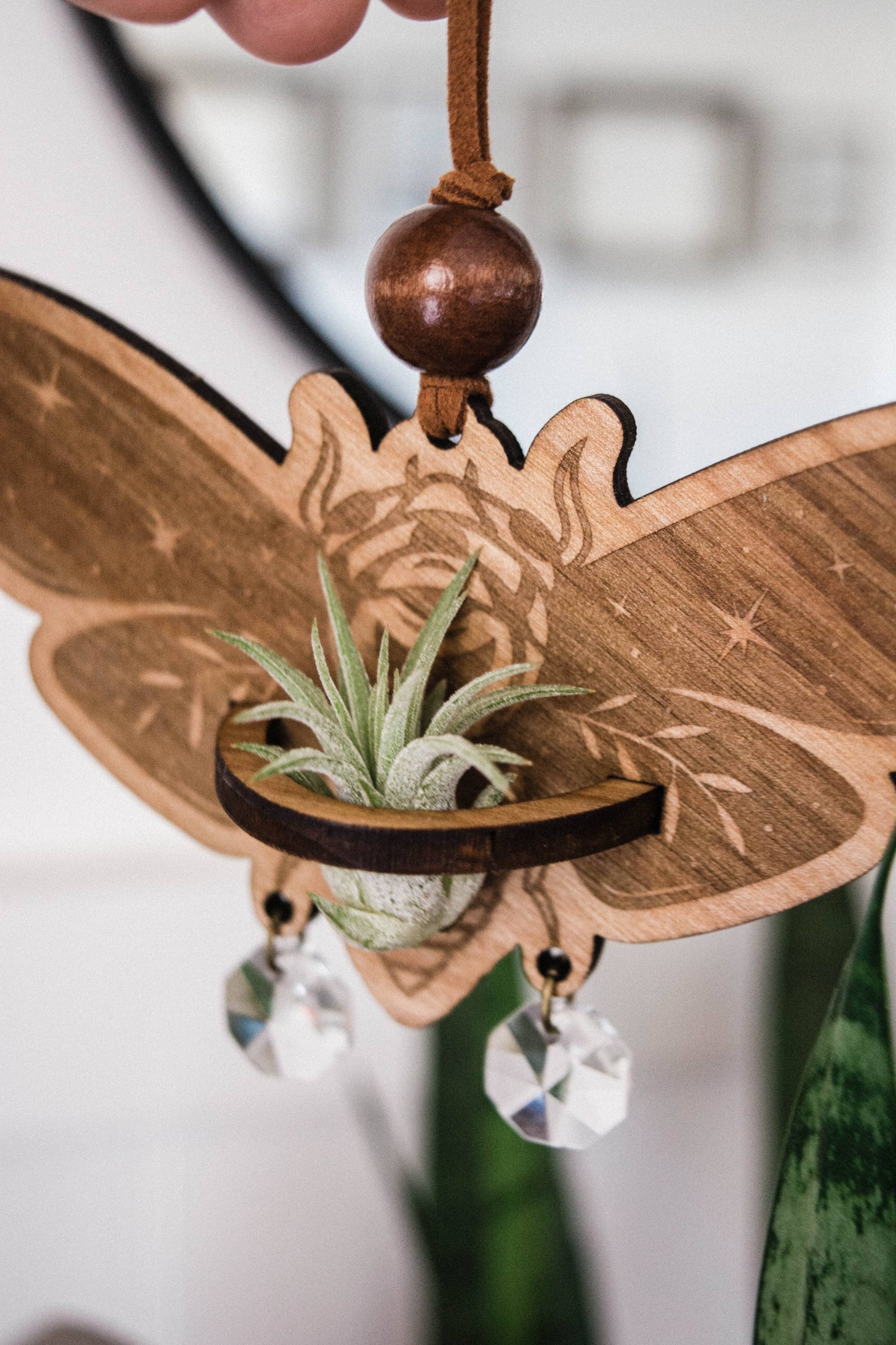 Cicada Airplant Holder Hanging Mini Suncatcher: Without Airplant / Stained Black