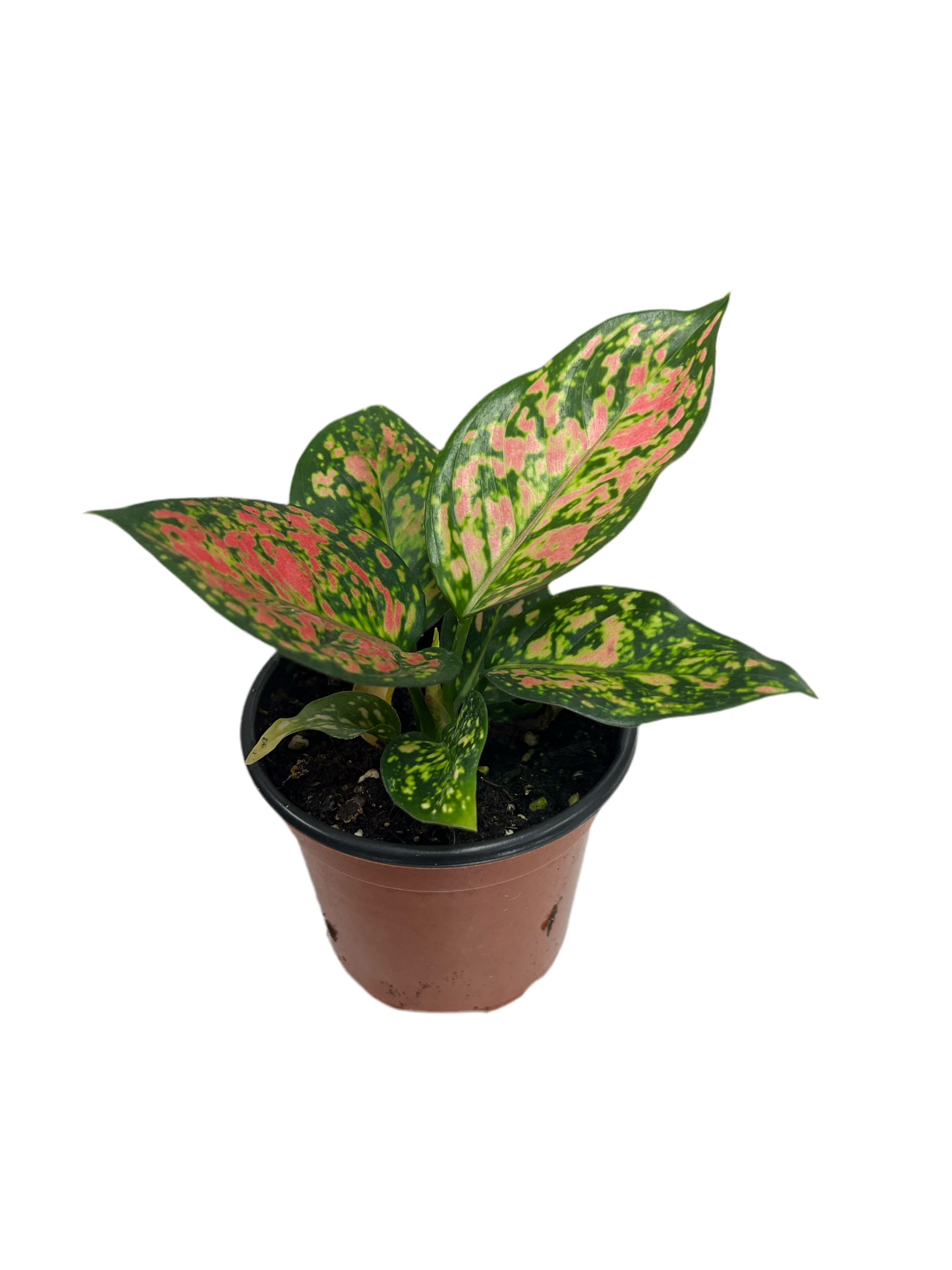 anyamanee aglaonema red Aglaonema ‘Red Anyamanee’ 4”