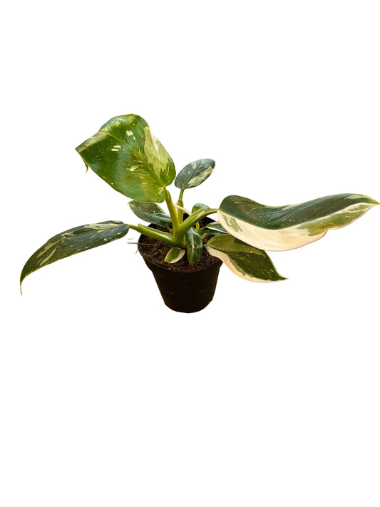 Philodendron ‘White Wizard’ 4”