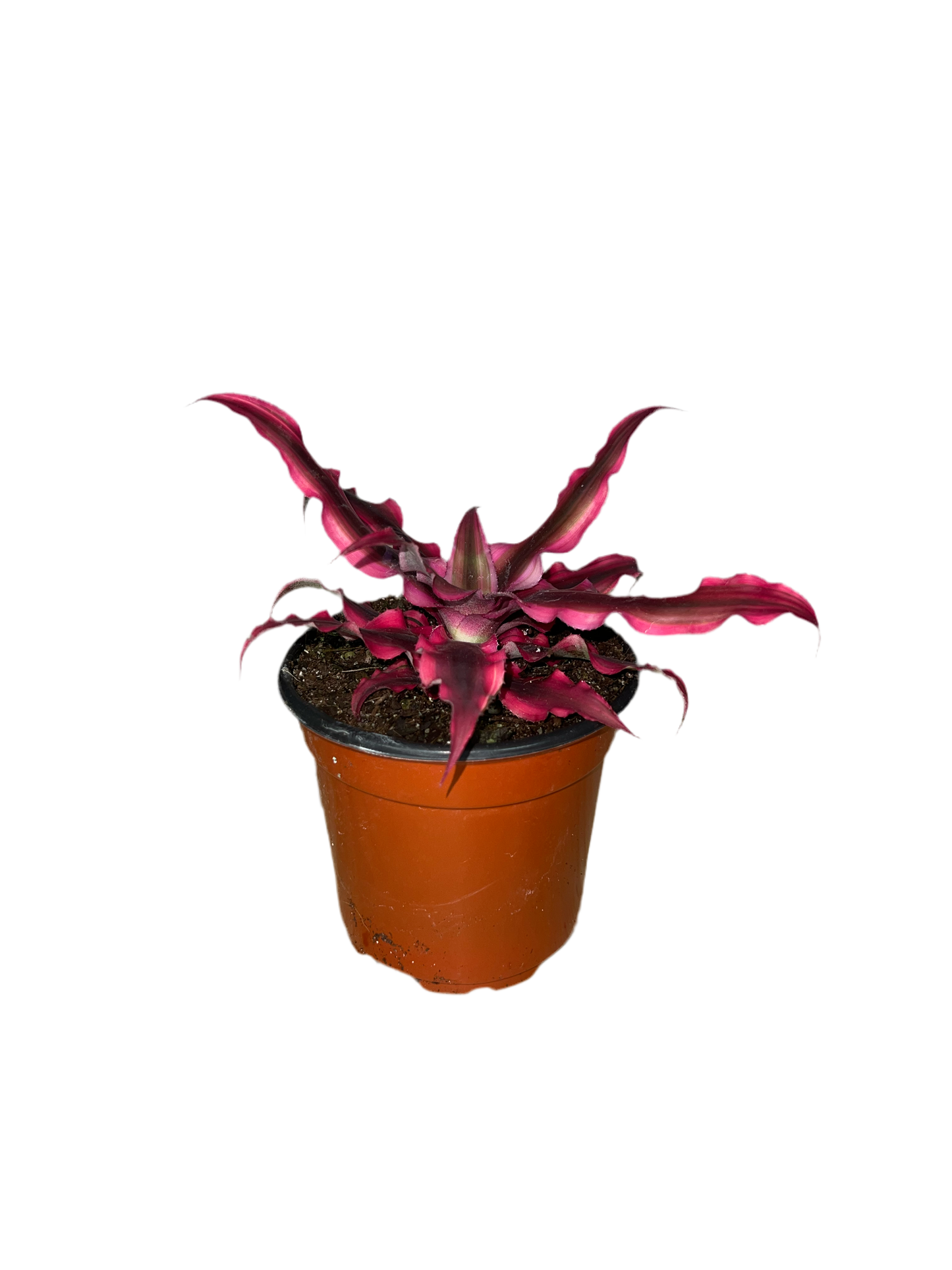 Cryptanthus ‘Ruby Star’ 4”