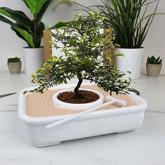 The Art Of Bonsai