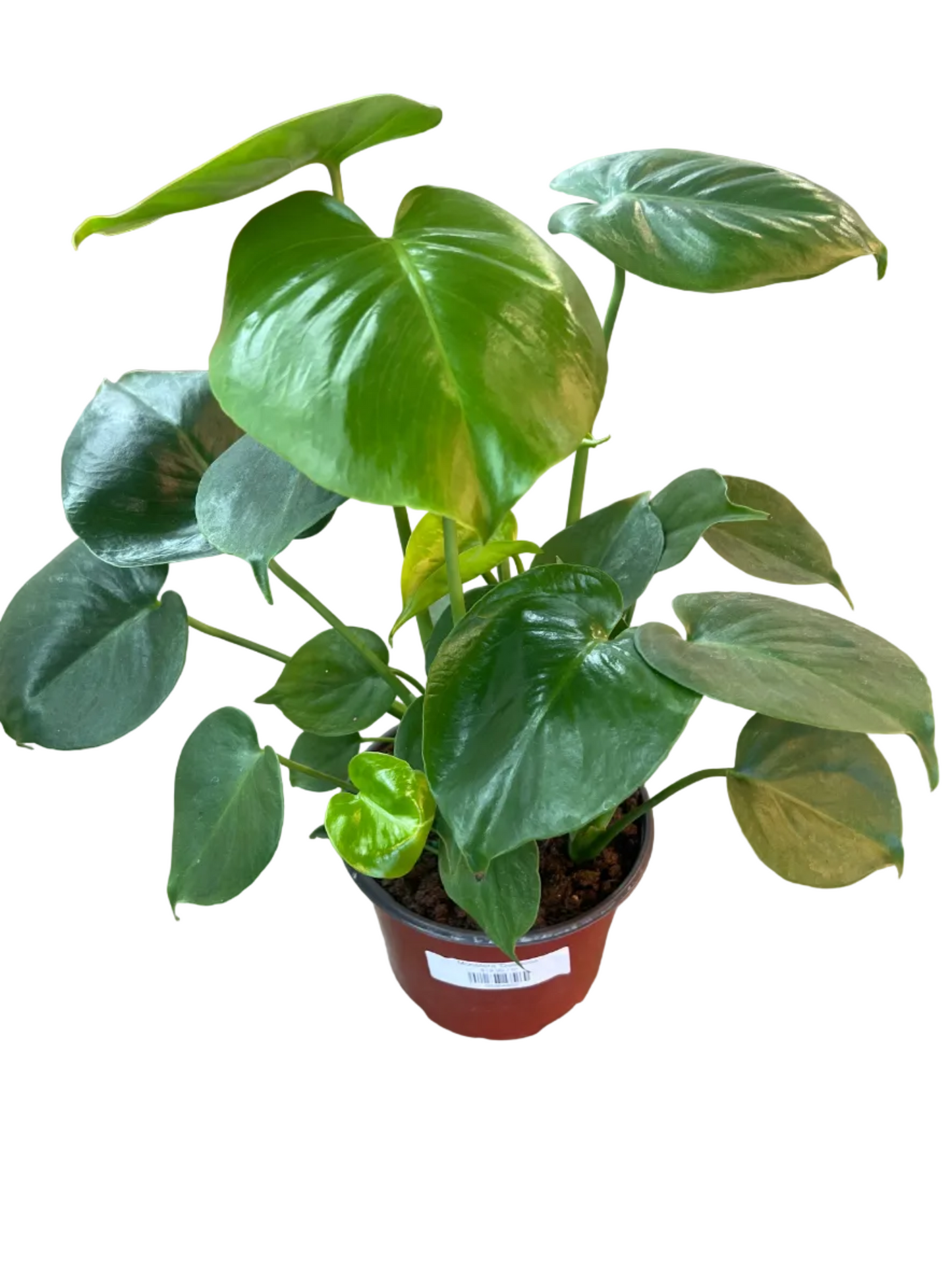 Monstera 'Deliciosa'