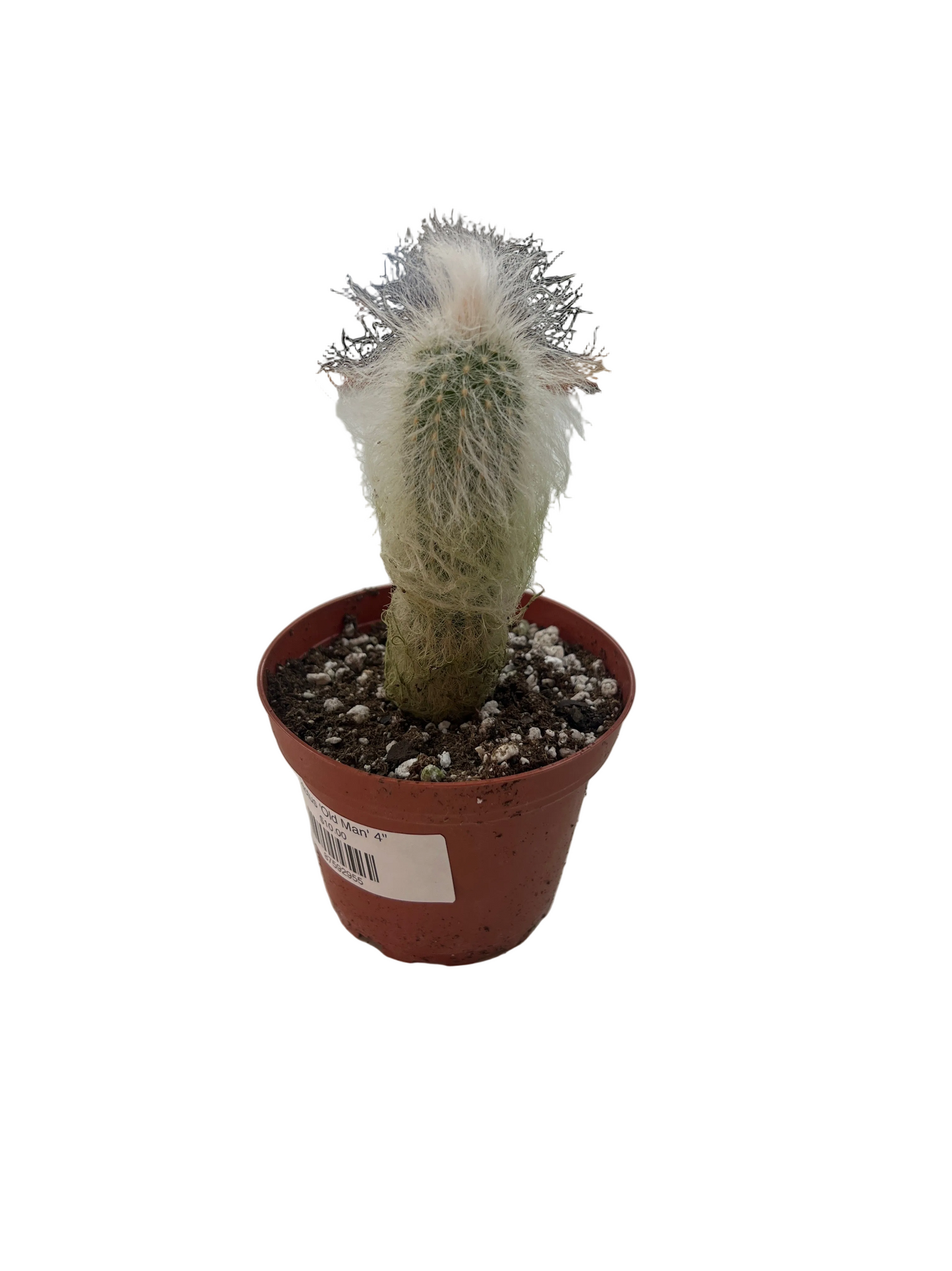 Cactus 'Old Man' 4"