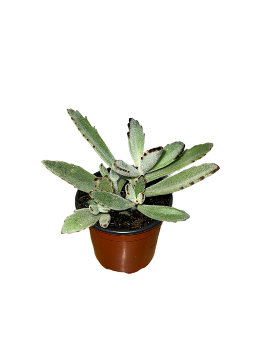 Kalanchoe 'Panda' 4"
