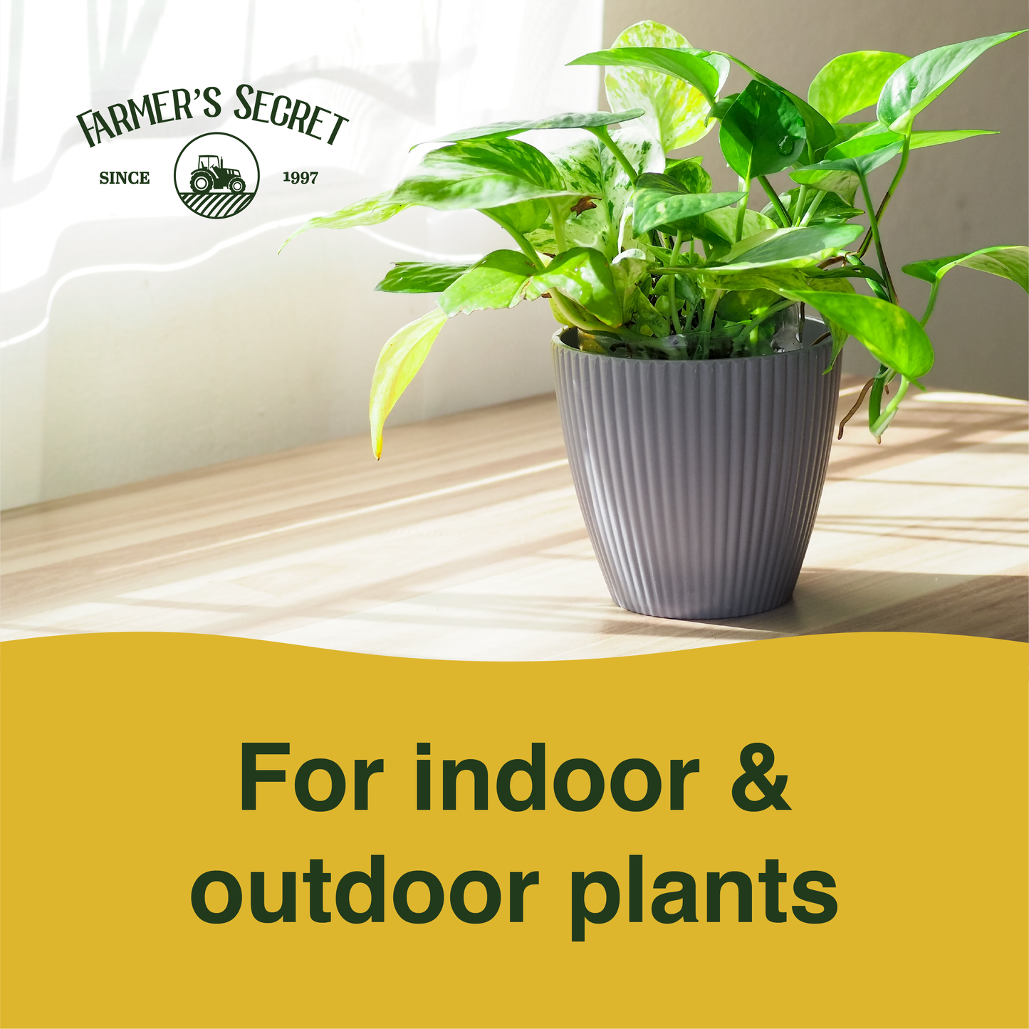 Pothos Plant Food 8oz