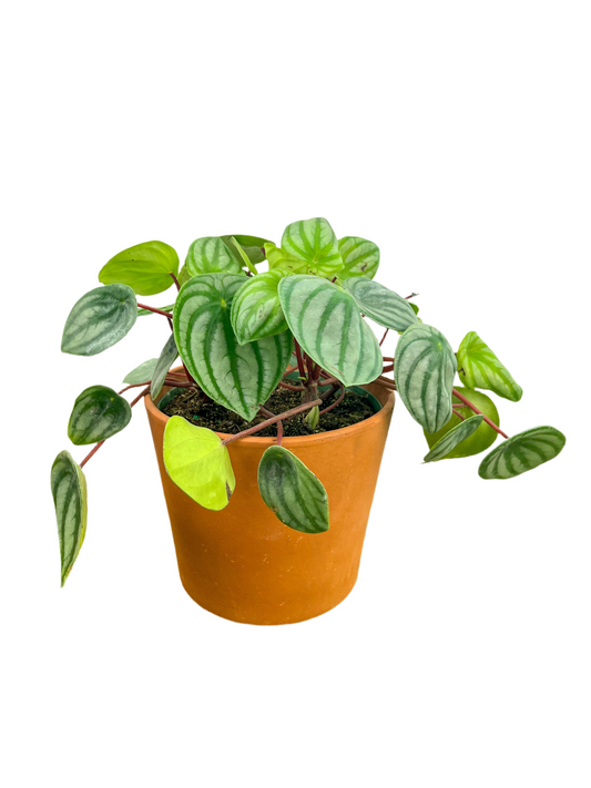 Peperomia 'Watermelon'