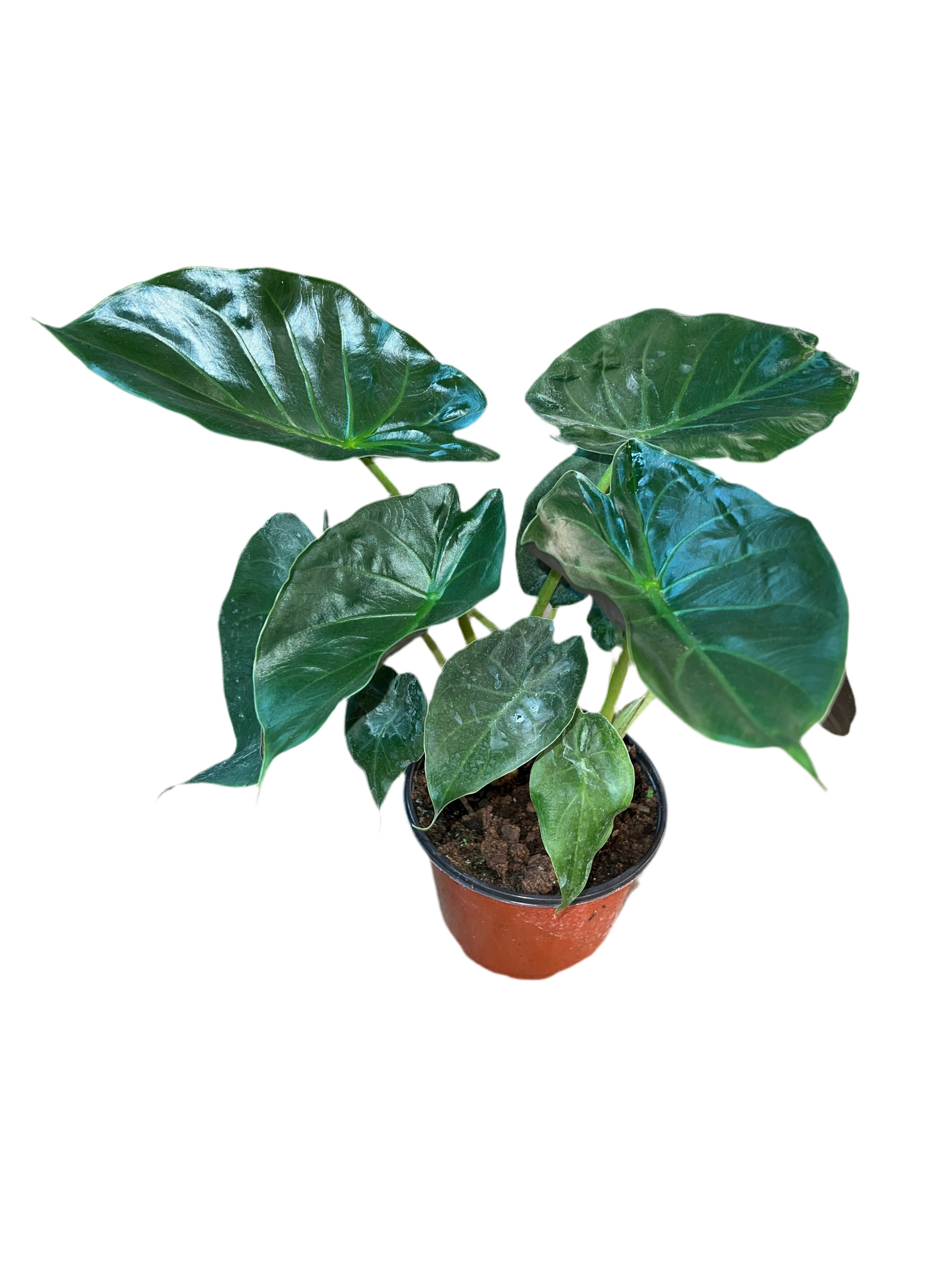 philodendron wentii Alocasia 'Wentii' 6” – The Plant Room
