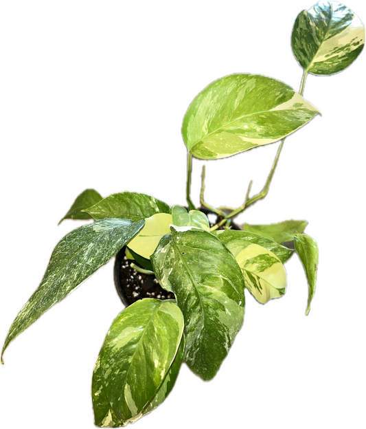 Epipremnum 'Pinnatum Albo'