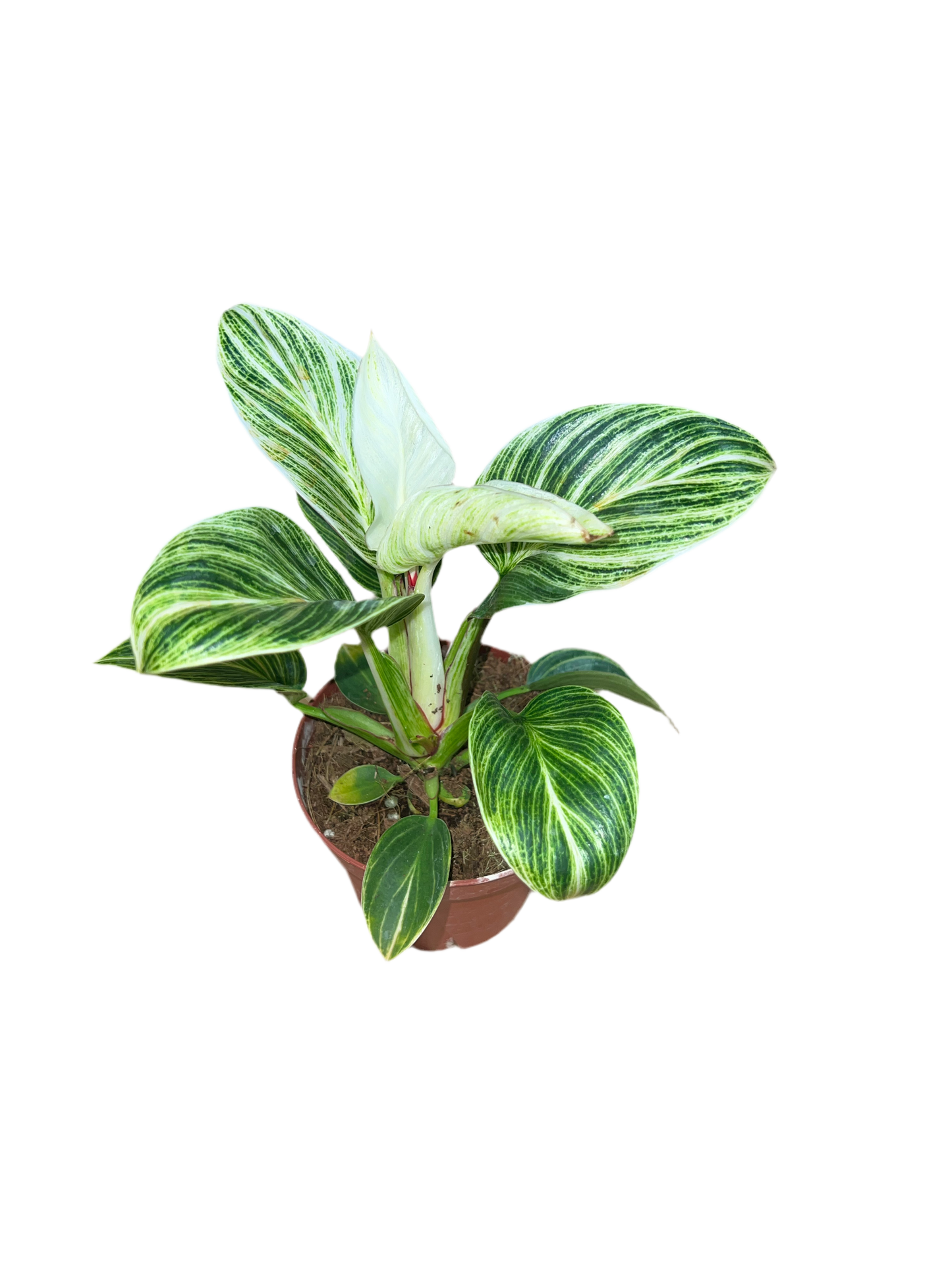 Philodendron 'Evian' 4"