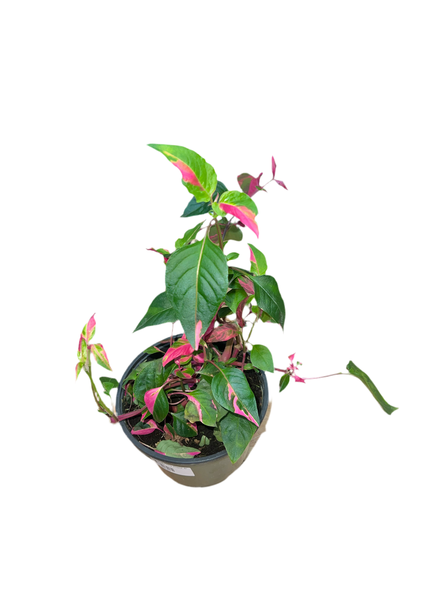 Alternanthera 'Party Time Plant' 6"