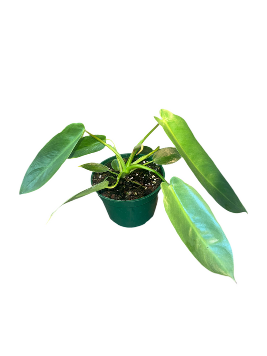 Philodendron 'Spiritis Sancti' 4"