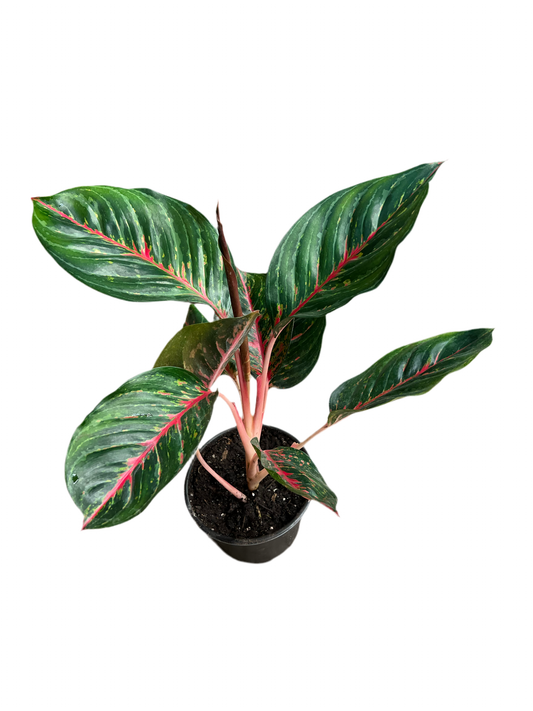 Aglaonema ‘Garnet Coltrane’ 6”