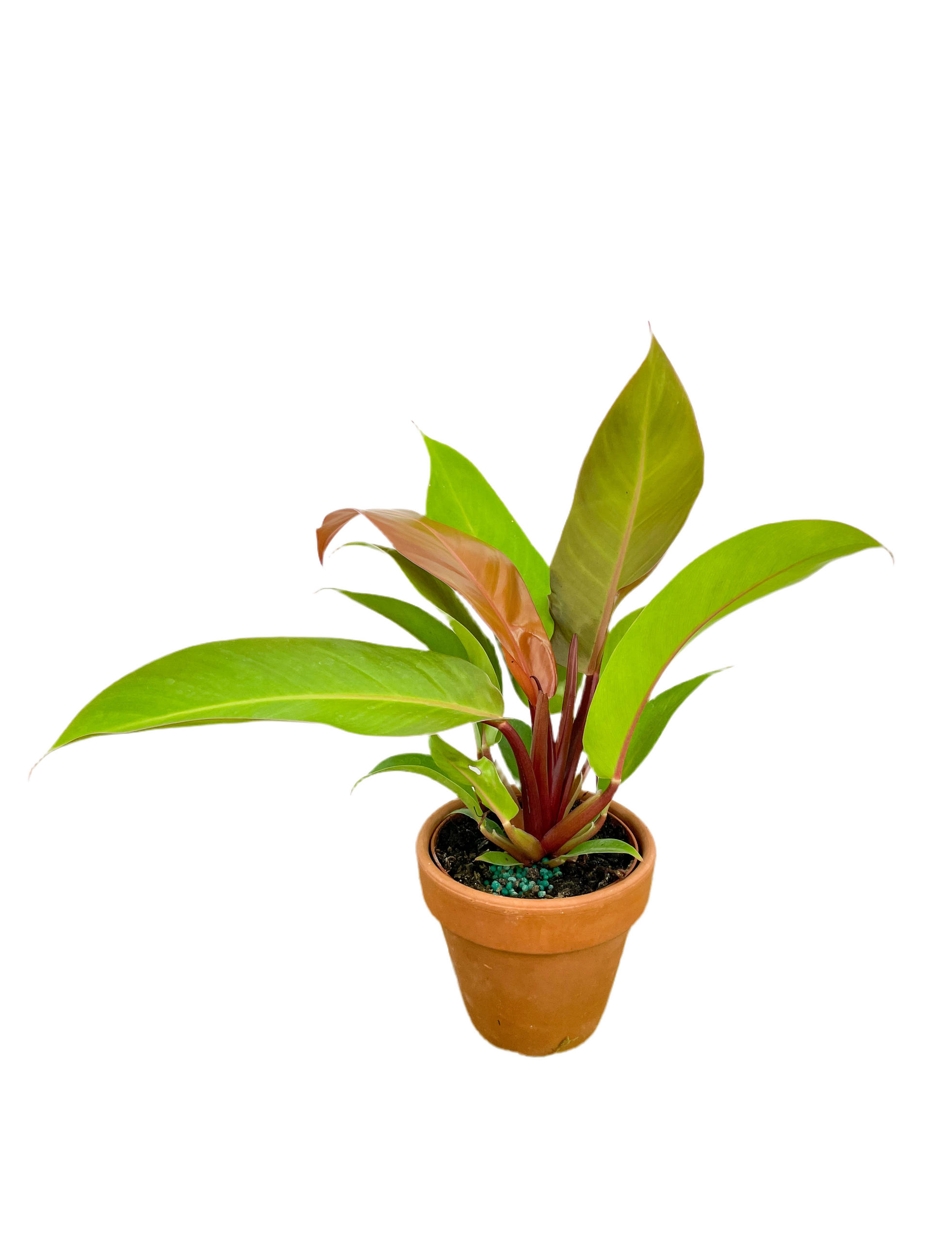 philodendron prince of orange for sale Philodendron 'Prince of Orange’ 6”