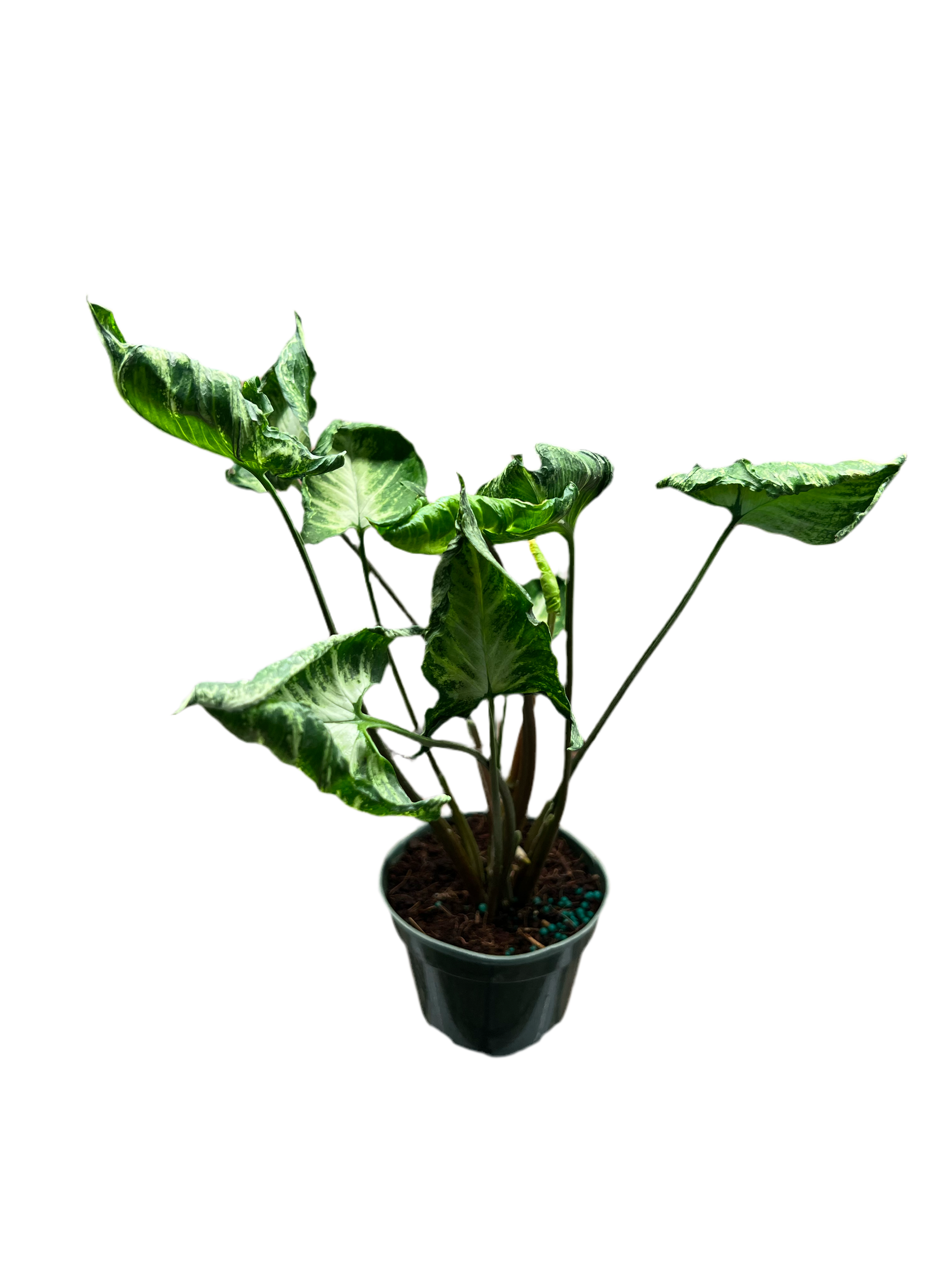 Syngonium 'Godzilla' 4” – The Plant Room
