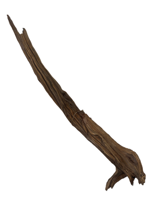 Rugged Manzanita- Large