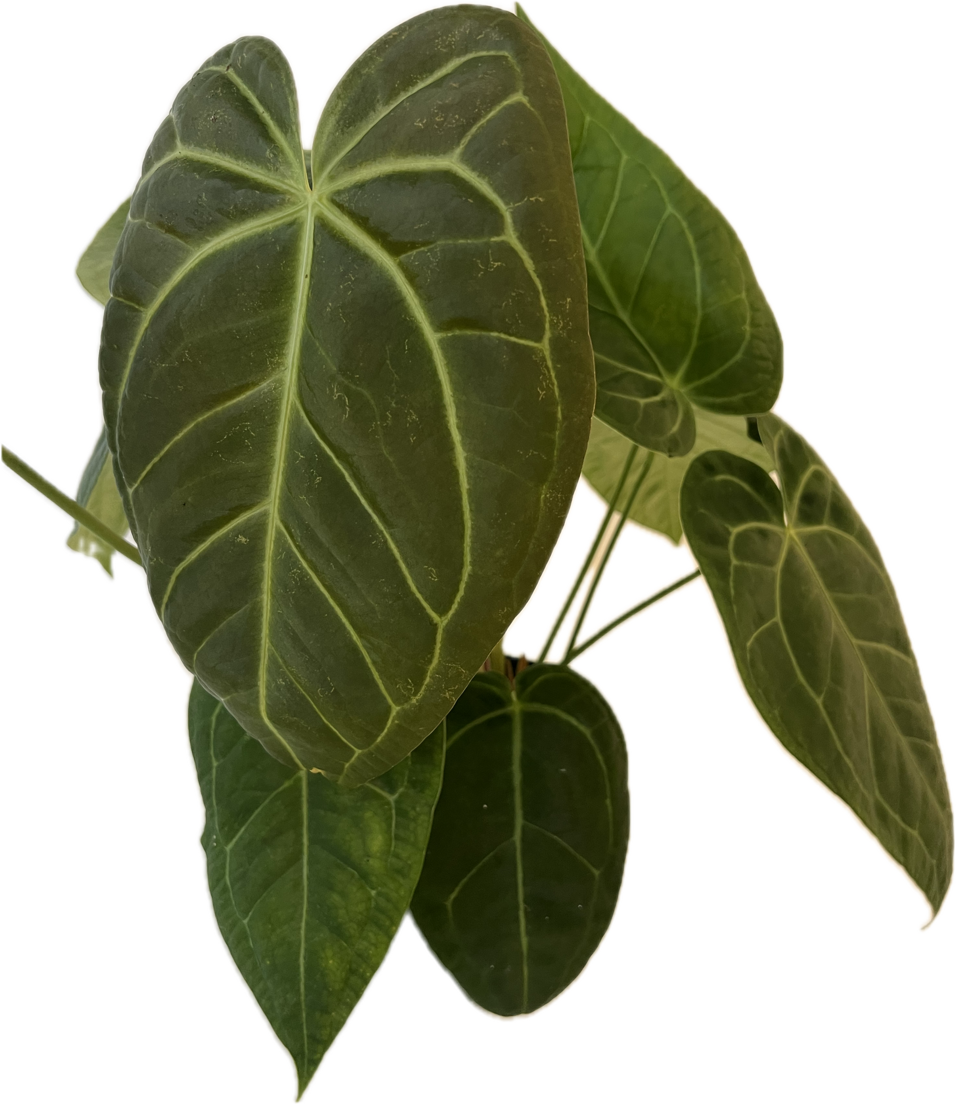 anthurium sams dream Anthurium 'Sams Dream' 6"