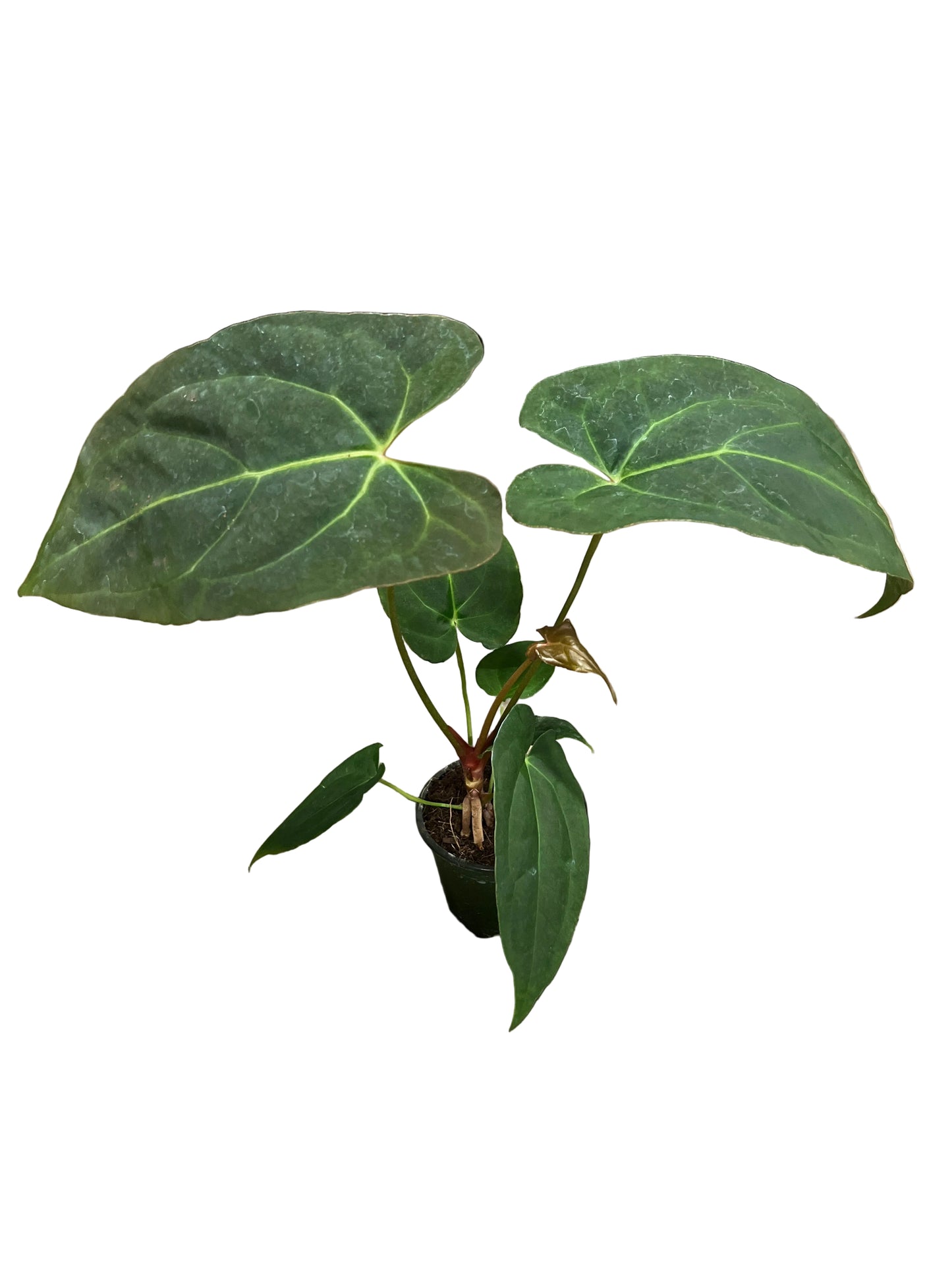 Anthurium Papi x Mag 4”