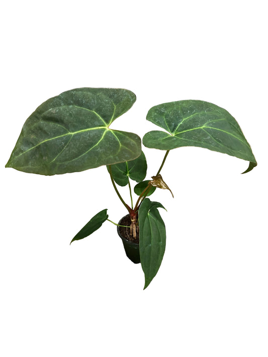 Anthurium Papi x Mag 4”