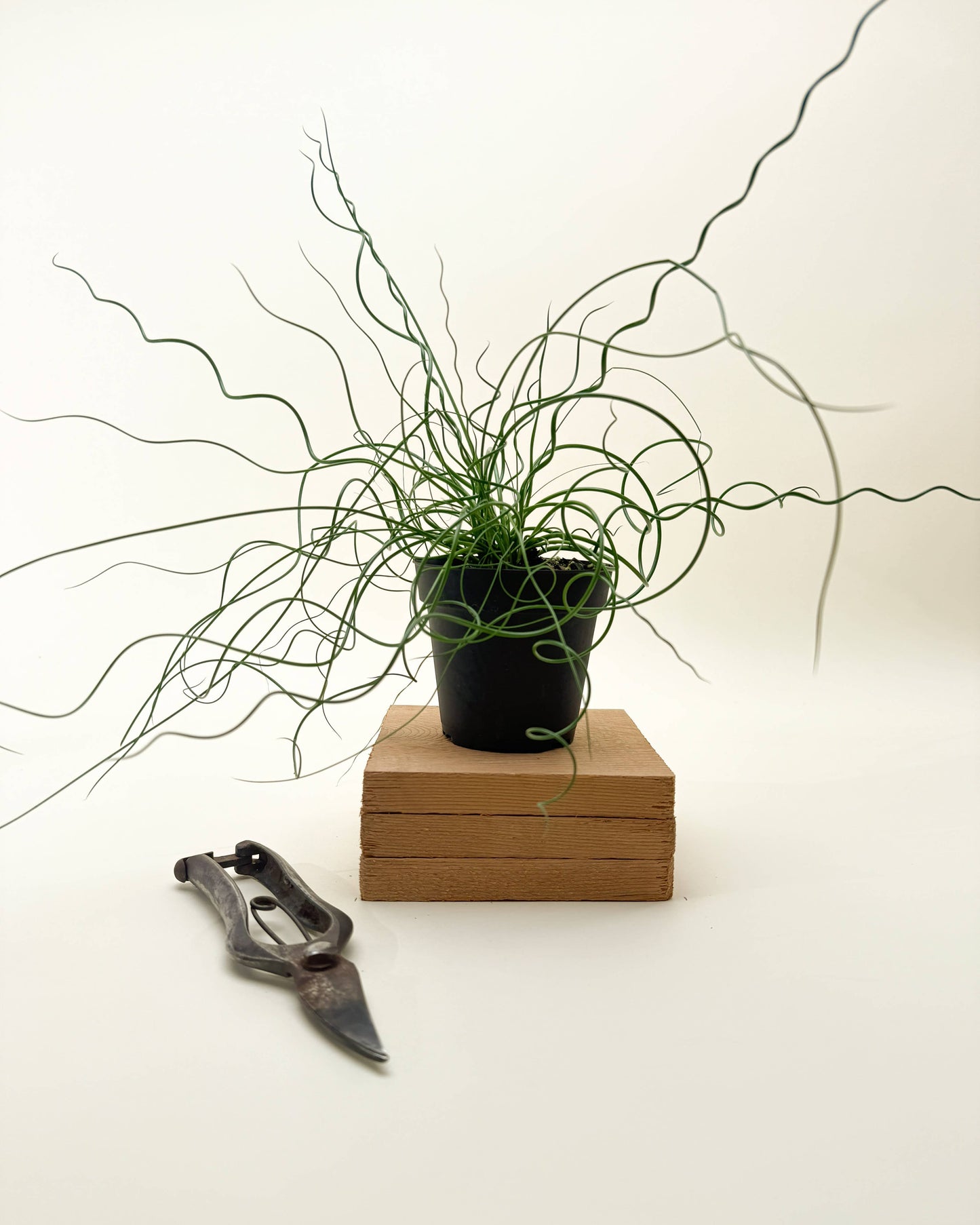 Juncus 'Spiralis Twister' (Corkscrew Plant) 4”