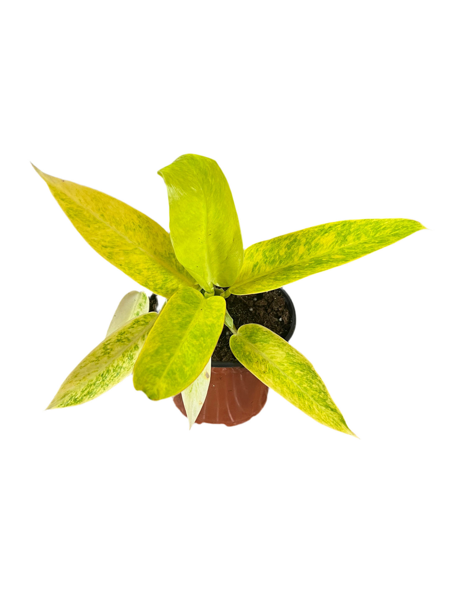 Philodendron 'Painted Lady' 6"