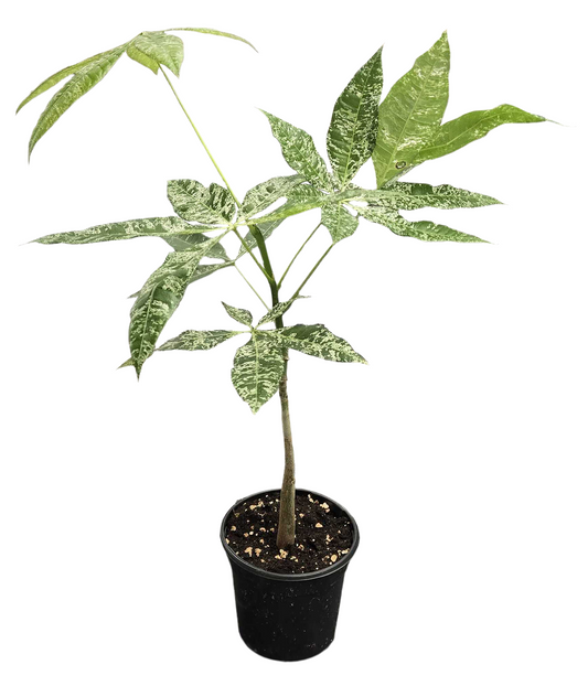 Pachira ‘Money Tree Variegated’ 4”