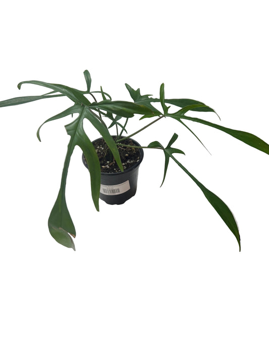 Philodendron Florida Beauty x Polypodioides 4"