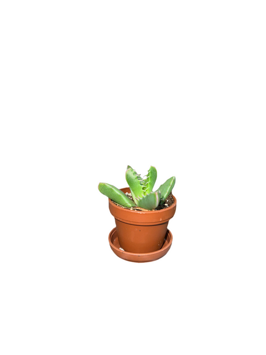 Faucaria Tigrina 'Tiger Jaws' 1"