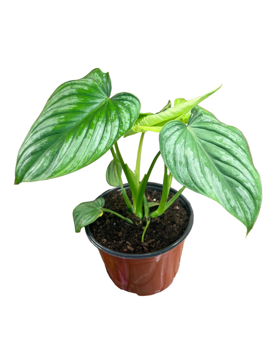 Philodendron 'Mamei' 6"
