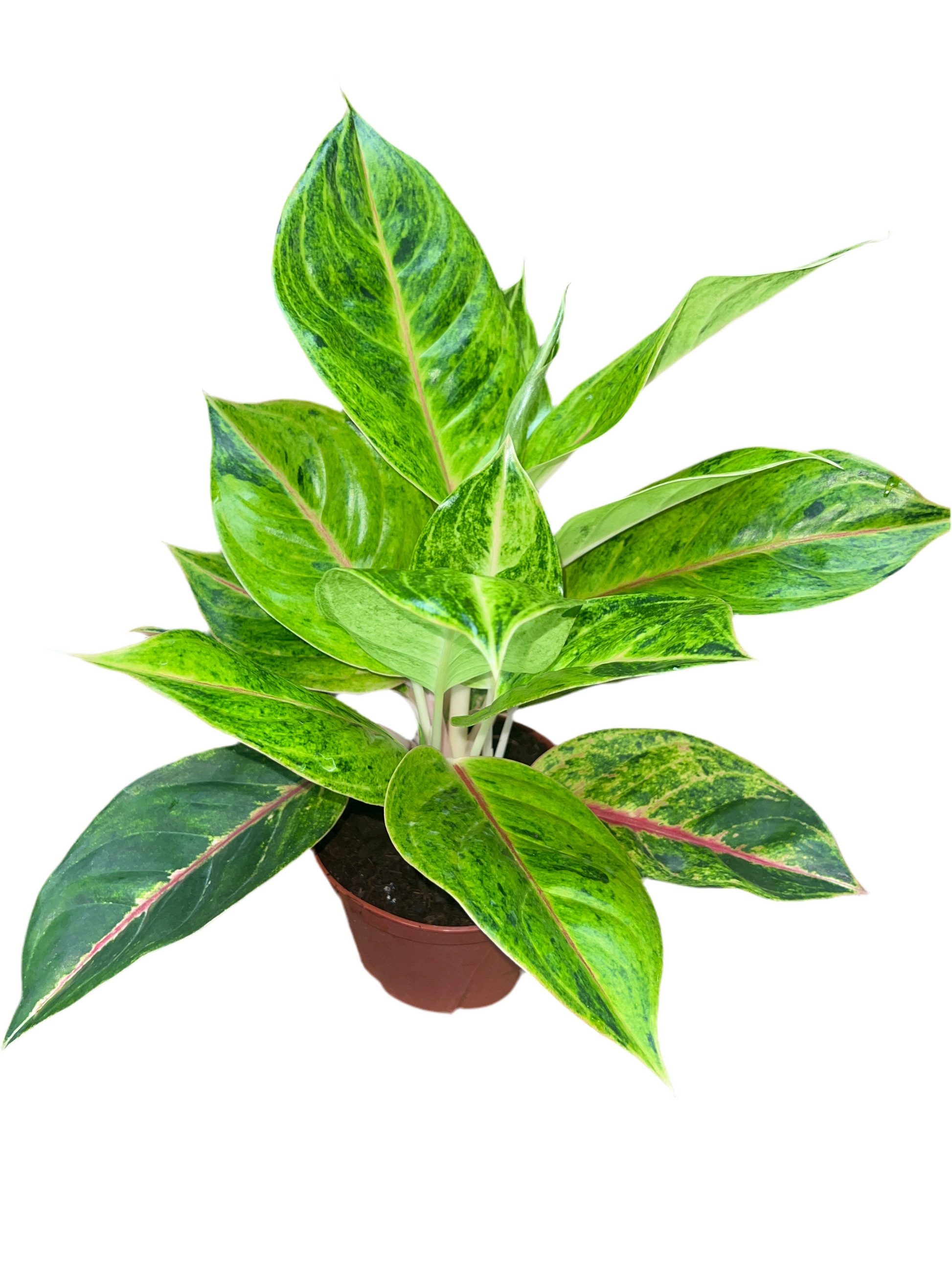 aglaonema papaya Aglaonema 'Green Papaya' 6"