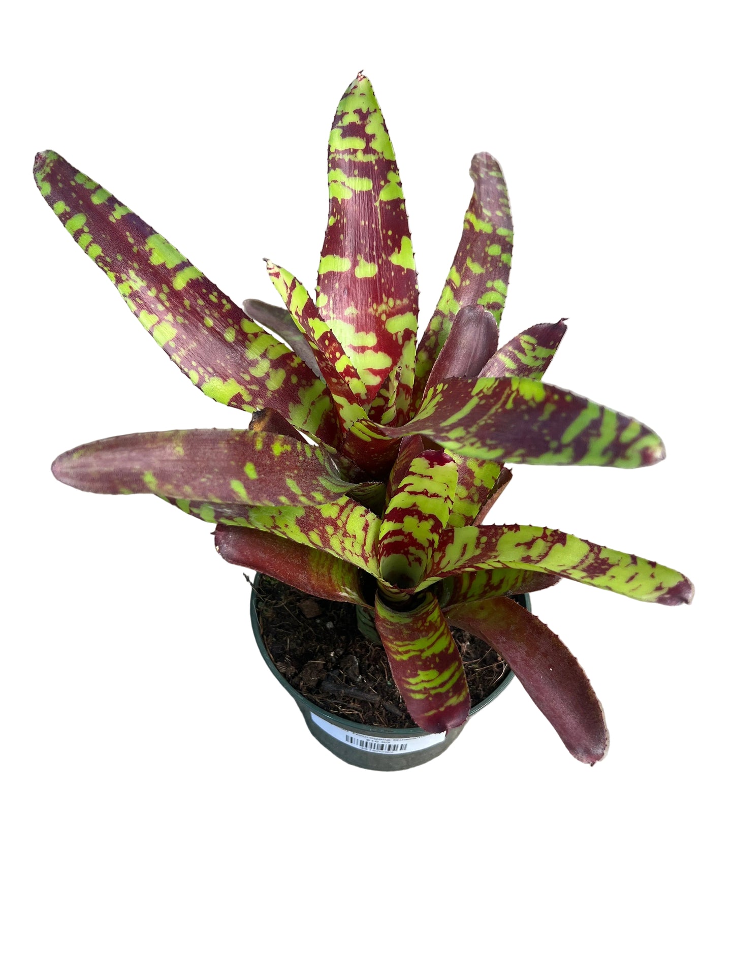 Bromeliad ‘Neoregelia Guacamole’ 5”