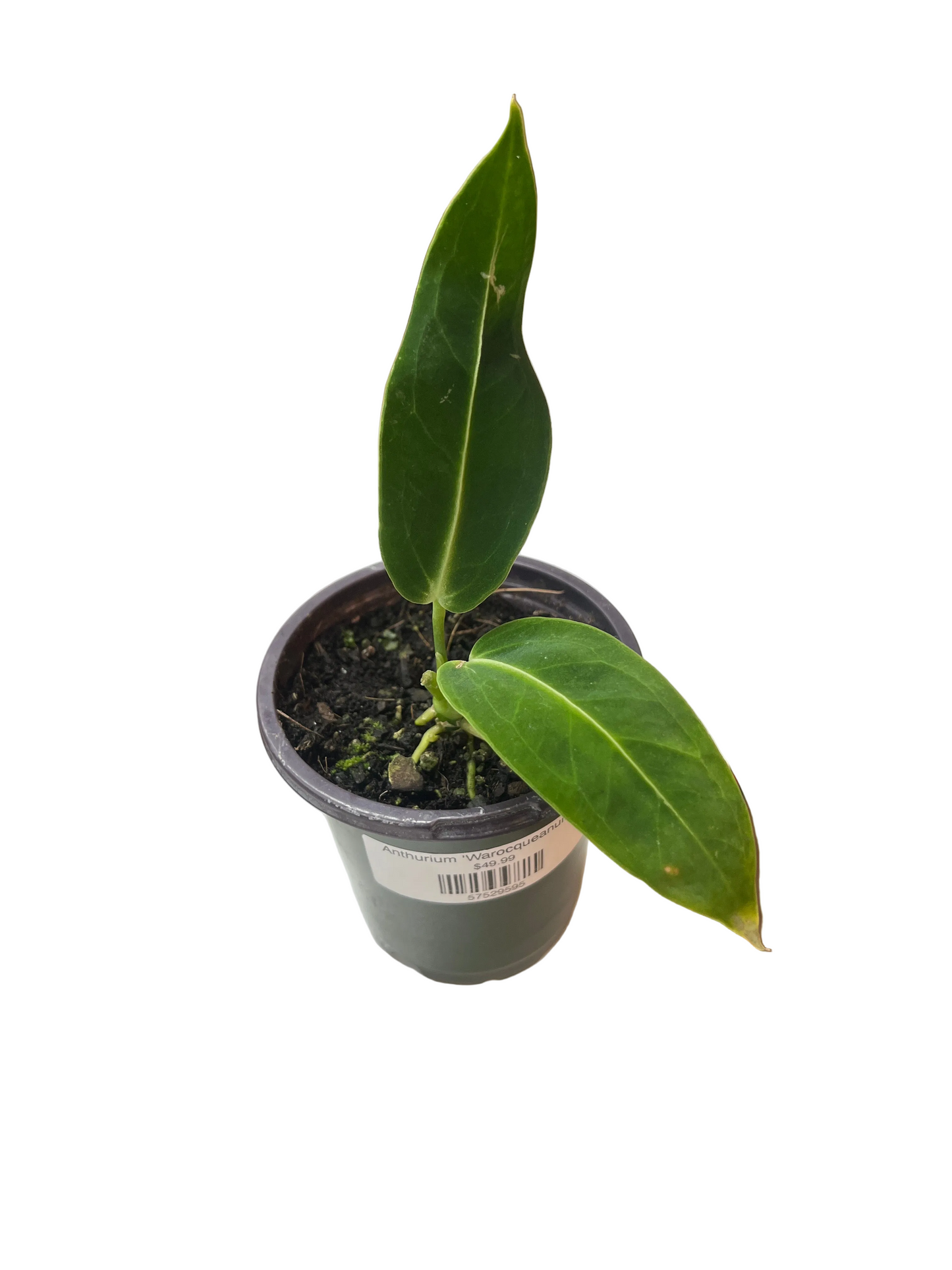 Anthurium 'Warocqueanum'