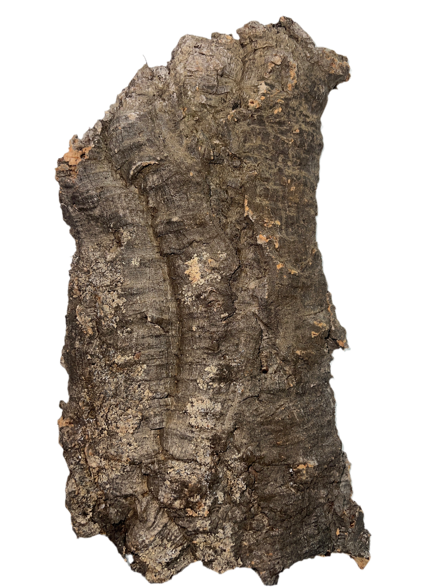 Large Cork Bark Flat 16”-22”